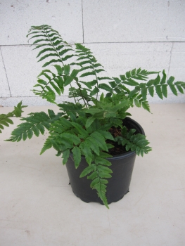 Dryopteris atrata